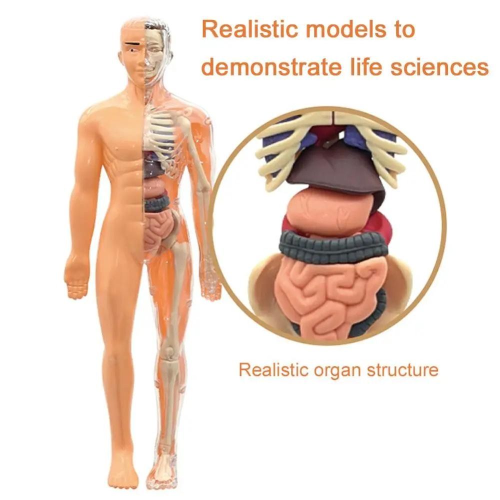 3D модель анатомии человеческо – обзор и цена Science Nature