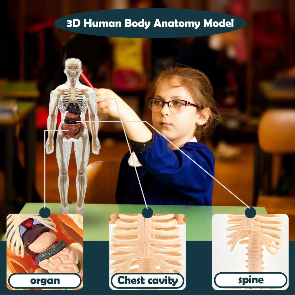 3D модель анатомии человеческо – обзор и цена Science Nature